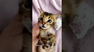 Thumbnail: Caracat F2 dy Vipleo #caracat #vipleo #gannakuzmina #kitten #каракет