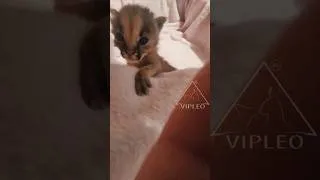 Thumbnail: We’ve already opened our eyes. #caracat #vipleo #gannakuzmina #каракет #kitten #HannaKuzmina #cat