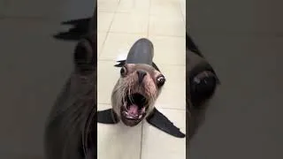 Thumbnail: Sea Lion Gets Angry at Pretend Stapler Attack || ViralHog
