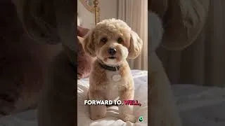 Thumbnail: My Humans Like a Lie-In… Shame 😂🐶 #Shorts #dog #funny #comedy