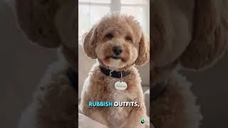 Thumbnail: Good Boy? Please. I’m Exceptional. 😂🐶 #Shorts 😂🐶 #Shorts #goodboy #dog #funny