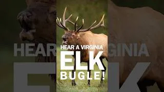 Thumbnail: Elk Bugling in Virginia 🎥 #virginiawildlife #elk #wildlife #naturesounds