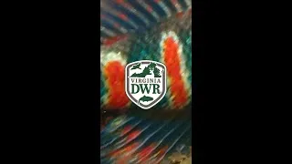 Thumbnail: The Candy Darter: Learn about this vibrant species.