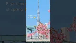 Thumbnail: Tokyo Cherry Blossoms 2025 is here! 🌸