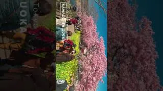 Thumbnail: Best Sakura of 2023 - Kawazu