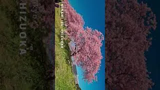 Thumbnail: Secret sakura valley you can't miss 🌸