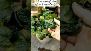 Thumbnail: पान के पौधे में👇ये काम करते ही पौधा🌿पान से भर जायेगा😱 #shorts
