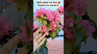Thumbnail: Sirf 1 cheez se bougainvillea plant healthy ho gaya 😍 #shorts