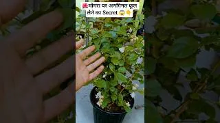 Thumbnail: Mogra Plant Care Tips | How to Grow Mogra Jasmine Flower Plant #shorts