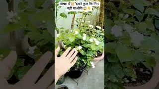 Thumbnail: 🌺मोगरा में इतने फूल कि गिन नहीं पाओगे!😱👇| Mogra Plant Care Tips Fertilizer #shorts