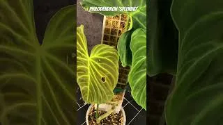 Thumbnail: Philodendron ‘Splendid’ 🌿 | Velvet Leaves Up Close
