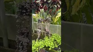 Thumbnail: Rare Plant Heaven 🌿 Inside Steve’s Leaves #Shorts #plantssparkjoy