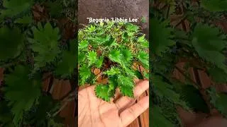 Thumbnail: Begonia ‘Libbie Lee’ — Look at Those Leaf Edges! 🌿✨ #Shorts