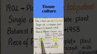 Thumbnail: tissue culture #mcatbiology