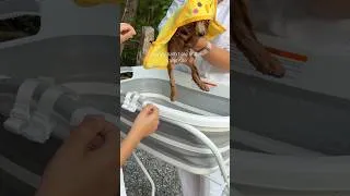 Thumbnail: camping life 🐶 #camping #familytime #cute #glamping #campping #funny