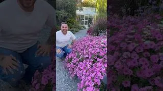 Thumbnail: Every year I’m amazed at how large these bubblegum petunias get!