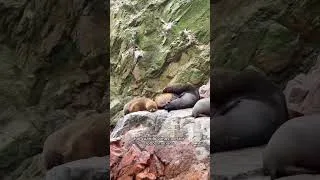 Thumbnail: Solo con un vuelo hacia Lima podrás conocer todos estos destinos increíbles en Ica. ❤️🇵🇪