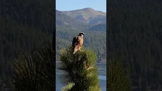 Thumbnail: Luxury Lakefront Estate Tour | 250 North Lake Circle Crystal Bay NV | Cinematic Real Estate Video