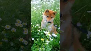 Thumbnail: Spring time in English Countryside
