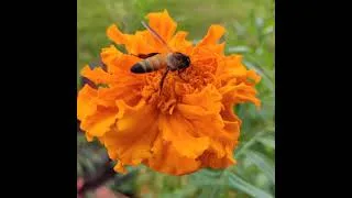 Thumbnail: bee dream calm