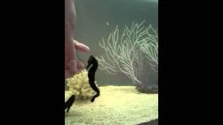 Thumbnail: Seahorse hand fed lunch time