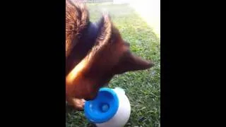 Thumbnail: Kyros The German Shepherd - iFetch tTraining