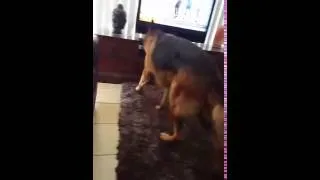 Thumbnail: Kyros The German Shepherd - Retrieving the tv remote