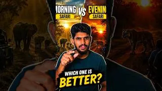 Thumbnail: Morning Safari vs Evening Safari 🐅🌅 | Which Is Better? #Shorts