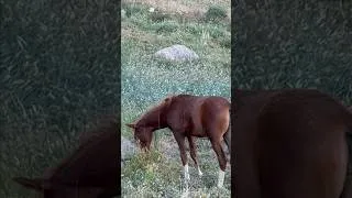 Thumbnail: 🔥 Wild Horses, Nature & Village Life in Iran