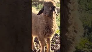 Thumbnail: 🔥 Real Village Life in Iran | Wild Horses & Peaceful Mountain Life