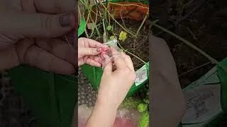 Thumbnail: Vegetable Gardening in Monsoon. #gardening #monsoongardening #plants