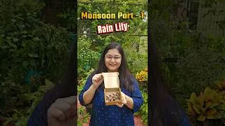 Thumbnail: How to grow Rain Lily from bulbs. #gardening #rainlilyflower #monsoon
