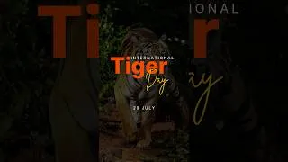 Thumbnail: International Tiger Day 🐯 | Amazing Tiger Facts You Didn't Know