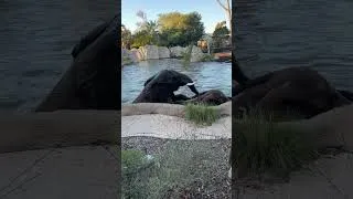 Thumbnail: Elephants play fighting in the pool 🐘 San Diego Zoo