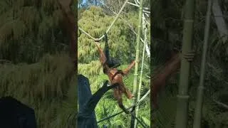Thumbnail: Orangutan and Siamang Play Fight Battle at the San Diego Zoo