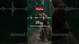 Thumbnail: Anti-Bark Sound (30s)  : 20kHz High-Frequency Sound, Sound To Stop Dogs Barking