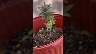 Thumbnail: What kind of flower is this #floweringtree #marijuanareviews #viral #growth #weedchannel