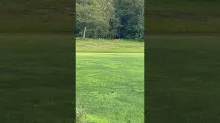 Thumbnail: A deer and two fawns caught frolicking across a back yard in Newport, Maine.  #maine #animal #cute