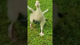Thumbnail: Maine woman becomes famous for duck diaper business