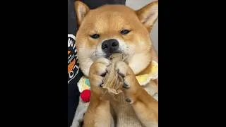 Thumbnail: Dinner? 😂#asmr #dog #funnyvideo #doglover Guess what is he eating?