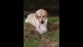 Thumbnail: Help me😆here is broken 🤣 #funnyvideo #dog #doglover #labrador