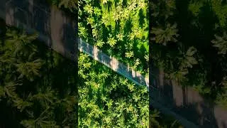 Thumbnail: VERY behind on editing, but here's a sneaky snippet from my next series - the Philippines! #drone