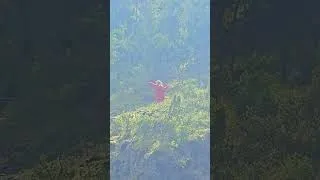 Thumbnail: When a Fairy Comes Out of the Woods in the Norwegian Fjords 🇳🇴💃✨ #Shorts