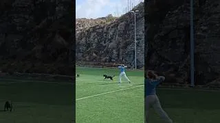 Thumbnail: Incredible catch! The smaller dog is hilarious 😂 #shorts