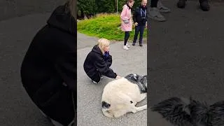 Thumbnail: Our Fløyen goats are just adorable 🐐 #shorts