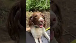 Thumbnail: Just hanging out with my springer spaniel English springer spaniel