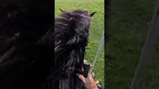 Thumbnail: Lissavorra Quality (2026 American Eventing Championships)  #horse #equestrian #GoPro