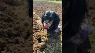 Thumbnail: Spring planting has begun! #farming #homestead #planting