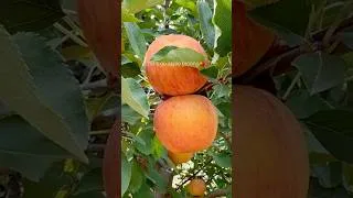 Thumbnail: Just a quiet summer day…☀️🍎 #applepicking #summer #shorts #shortsvideo
