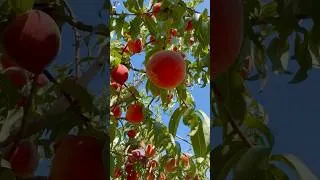 Thumbnail: Summer Vlog, Peach Picking, Farm Day & Fresh Summer Cooking🌿